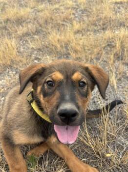 TRUFFLE -  Shepherd Dog for Adoption in Broomfield, Colorado - TRUFFLE | PetCurious