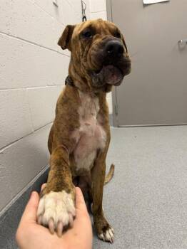 LOUIE -  Shar Pei and Mixed Breed Dog Available for Adoption in Indianapolis, Indiana - LOUIE | PetCurious