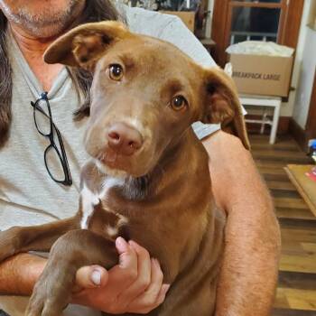 Terrier Dogs Available for Adoption in Quakertown, Pennsylvania - June | PetCurious