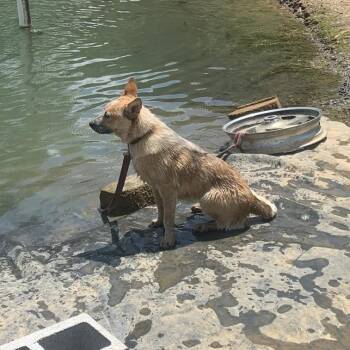 Cattle Dog Dogs Available for Adoption in Harrisonburg, Virginia - Sunny | PetCurious