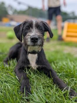 Puppy George -  Schnauzer Dog for Adoption in Cuyahoga Falls, Ohio - Puppy George | PetCurious