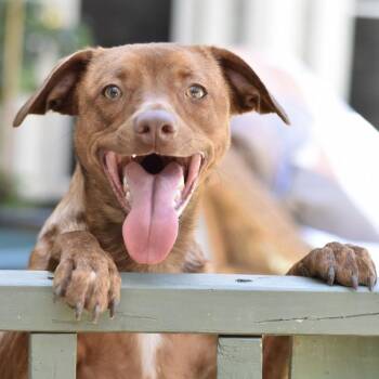 Terrier and Chihuahua Dogs Available for Adoption in Conroe, Texas - Sadie | PetCurious