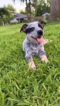 Dale Jr. -  Australian Cattle Dog Blue Heeler Dog for Adoption in Liverpool, Texas - Dale Jr. | PetCurious