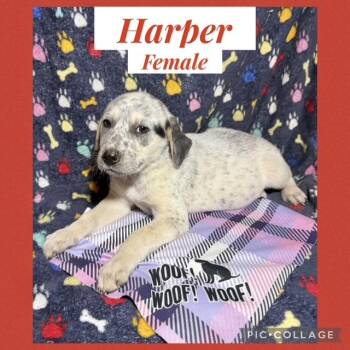 Hound Dogs Available for Adoption - Harper | PetCurious