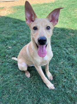 Smokey A219215 -  Labrador Retriever Dog for Adoption in Plano, Texas - Smokey A219215 | PetCurious
