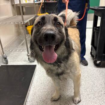 Dutch Shepherd and Husky Dogs Available for Adoption in Reno, Nevada - Rex | PetCurious