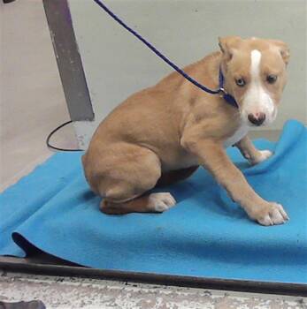 Staffordshire Bull Terrier and Mixed Breed Dogs Available for Adoption - CINDERELLA | PetCurious