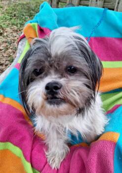 Shih Tzu Dogs Available for Adoption in Missouri City, Texas - Zamiro BL-T LOCAL Adoption Event In Bellingham 4/25 | PetCurious