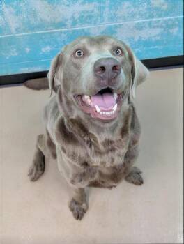 Silas -  Mixed Breed Dog for Adoption in Nashville, Tennessee - Silas | PetCurious