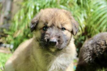 Osha -  Belgian Shepherd Malinois and Border Collie Dog for Adoption in Rialto, California - Osha | PetCurious