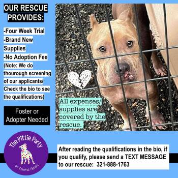 Rescue Pit Bull Terrier Dogs for Adoption in Kissimmee, Florida - Jax | PetCurious