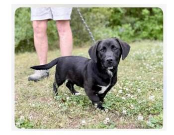 Basset Hound and Labrador Retriever Dogs Available for Adoption in Harrison, New York - Pudge | PetCurious