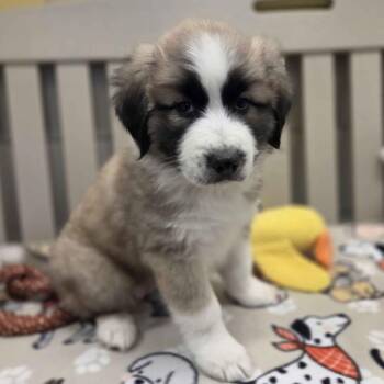 Labrador Retriever and Anatolian Shepherd Dogs Available for Adoption - Thorn | PetCurious