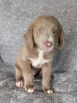 Rizz -  Australian Shepherd and Retriever Dog for Adoption in Baton Rouge, Louisiana - Rizz | PetCurious