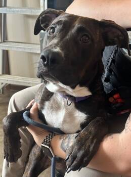 Cherry -  Pit Bull Terrier Dog for Adoption in Springfield, Ohio - Cherry | PetCurious