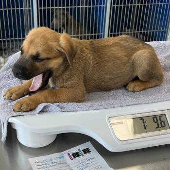 Chad -  Mixed Breed Dog for Adoption in Las Cruces, New Mexico - Chad | PetCurious