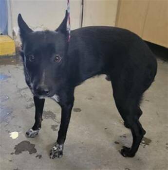 A887856 -  Australian Cattle Dog Blue Heeler and German Shepherd Dog Dog for Adoption in Camarillo, California - A887856 | PetCurious