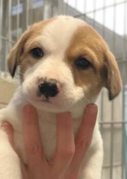 Mixed Breed Dogs Available for Adoption - Chris | PetCurious