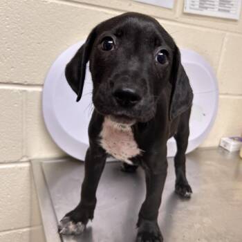 Rolo -  Mixed Breed Dog for Adoption in Roxboro, North Carolina - Rolo | PetCurious