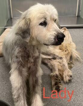 Lady Clara -  Great Pyrenees Dog for Adoption in Claremont, North Carolina - Lady Clara | PetCurious