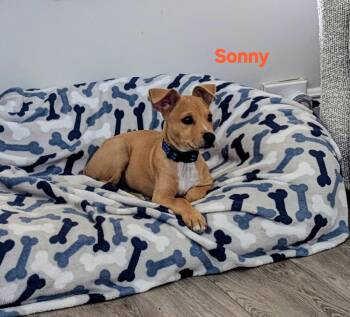 Sonny -  Chiweenie Dog for Adoption in New Port Richey, Florida - Sonny | PetCurious
