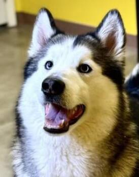 Rescue Alaskan Malamute and Siberian Husky Dogs for Adoption in Boerne, Texas - Fluffers | PetCurious