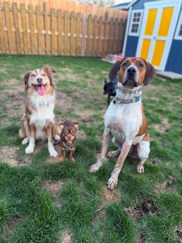 Coonhound and American Bulldog Dogs Available for Adoption in Cambridge, Ontario - Dak | PetCurious