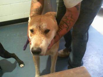 A1268791 -  German Shepherd Dog and Mixed Breed Dog for Adoption in Charlotte, North Carolina - A1268791 | PetCurious