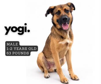 Yogi -  Shepherd Dog for Adoption in Ashland, Kentucky - Yogi | PetCurious