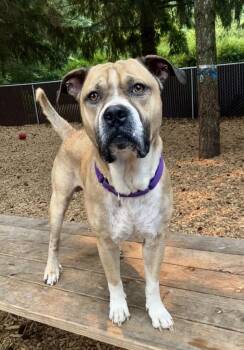 Brutus -  Pit Bull Terrier Dog for Adoption in Vancouver, Washington - Brutus | PetCurious