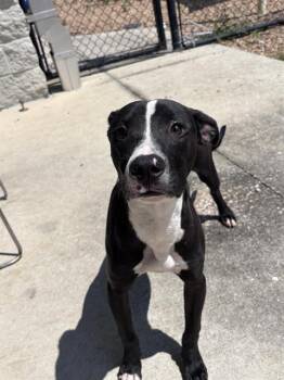 SPLASH PAD -  Mixed Breed Dog for Adoption in Jacksonville, Florida - SPLASH PAD | PetCurious