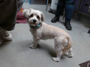 POPPY -  Lhasa Apso and Mixed Breed Dog for Adoption in Albuquerque, New Mexico - POPPY | PetCurious