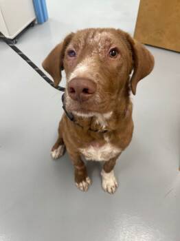 Rescue Labrador Retriever Dogs for Adoption in Hartsville, South Carolina - Frito | PetCurious