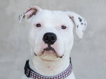 Rescue Mixed Breed Dogs for Adoption in Longmont, Colorado - Rain | PetCurious