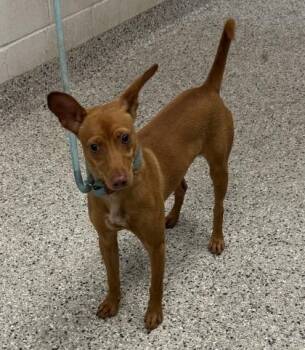Radish -  Mixed Breed Dog for Adoption in Kansas City, Missouri - Radish | PetCurious