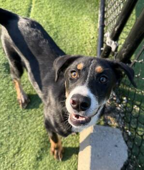 Hound Dogs Available for Adoption - Samantha | PetCurious