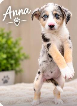 Ana -  Husky and Great Pyrenees Dog for Adoption in Churchville, New York - Ana | PetCurious