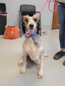 Gomer -  Poodle Dog for Adoption in Chillicothe, Ohio - Gomer | PetCurious