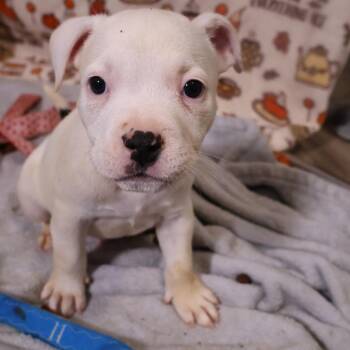 Chip -  Pit Bull Terrier and Mixed Breed Dog for Adoption in Avon, Ohio - Chip | PetCurious