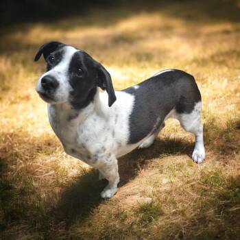 Basset Hound Dogs Available for Adoption in Chesnee, South Carolina - Yogi | PetCurious
