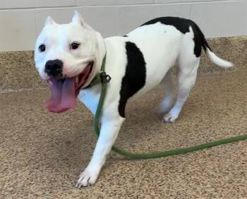 Staffordshire Bull Terrier and Mixed Breed Dogs Available for Adoption in Springfield, Massachusetts - BRANDY | PetCurious