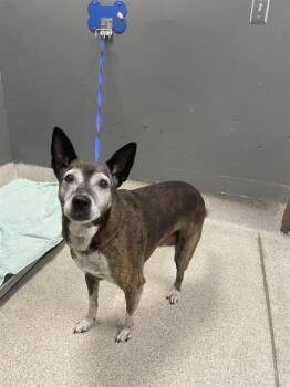 SCULLY -  Australian Cattle Dog Blue Heeler and Mixed Breed Dog for Adoption in Tallahassee, Florida - SCULLY | PetCurious
