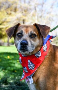 Terrier and Chihuahua Dogs Available for Adoption in Yakima, Washington - Sebastian | PetCurious