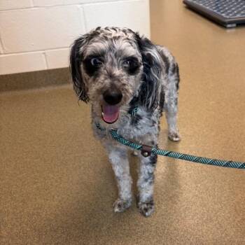 Penny -  Miniature Poodle and Australian Shepherd Dog for Adoption in Council Bluffs, Iowa - Penny | PetCurious