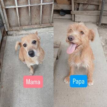 Cannoli -  Terrier and Dachshund Dog for Adoption in San Diego, California - Cannoli | PetCurious