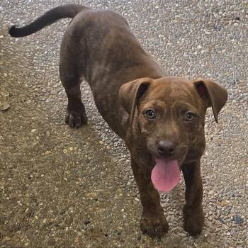 Darwin -  Mixed Breed Dog for Adoption in Binghamton, New York - Darwin | PetCurious