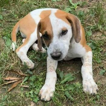 Mixed Breed Dogs Available for Adoption in Austin, Texas - Waylon | PetCurious