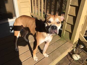 Boxer Dogs Available for Adoption in Kirkland, Washington - Graham - Sweet, Shy Young Dog Getting A Second Chance! | PetCurious