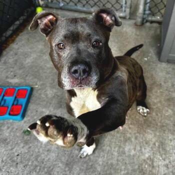 Griselda -  Mixed Breed Dog for Adoption in Wheeling, Illinois - Griselda | PetCurious