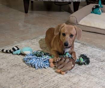 Dachshund Dogs Available for Adoption in Aurora, Illinois - Cashew | PetCurious